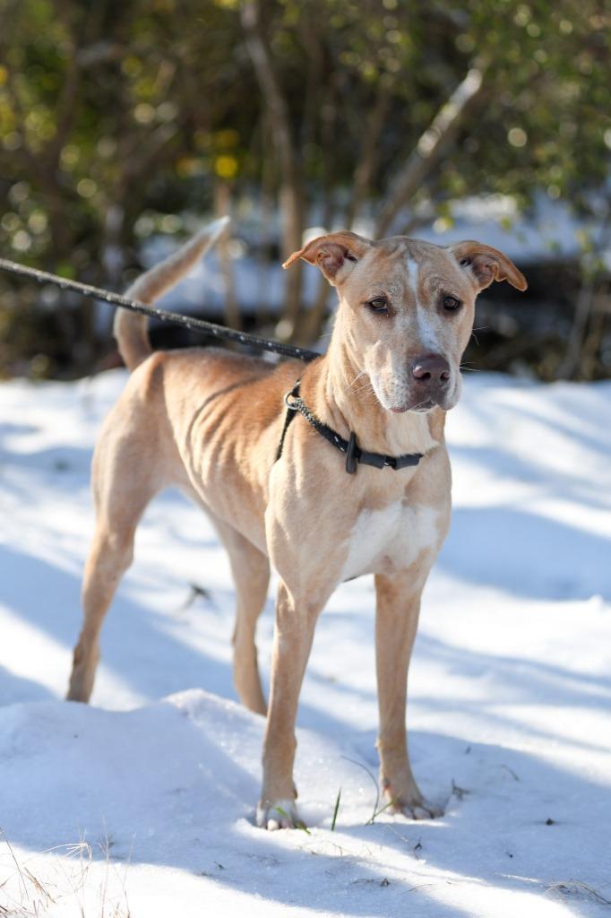 Enlarge Bailey, a Adoptable mixed breed in East Ridge, TN image 2/6