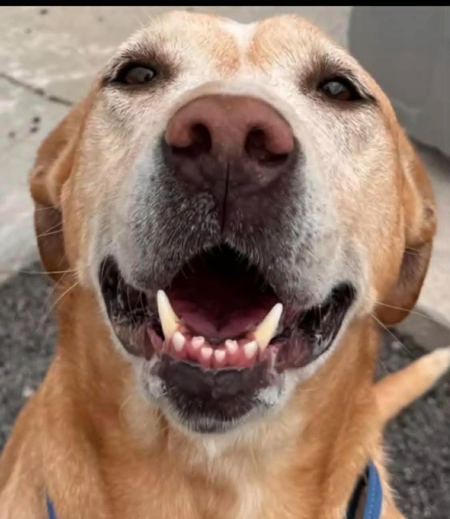 Enlarge Bailey, a Adoptable mixed breed in East Ridge, TN image 4/6