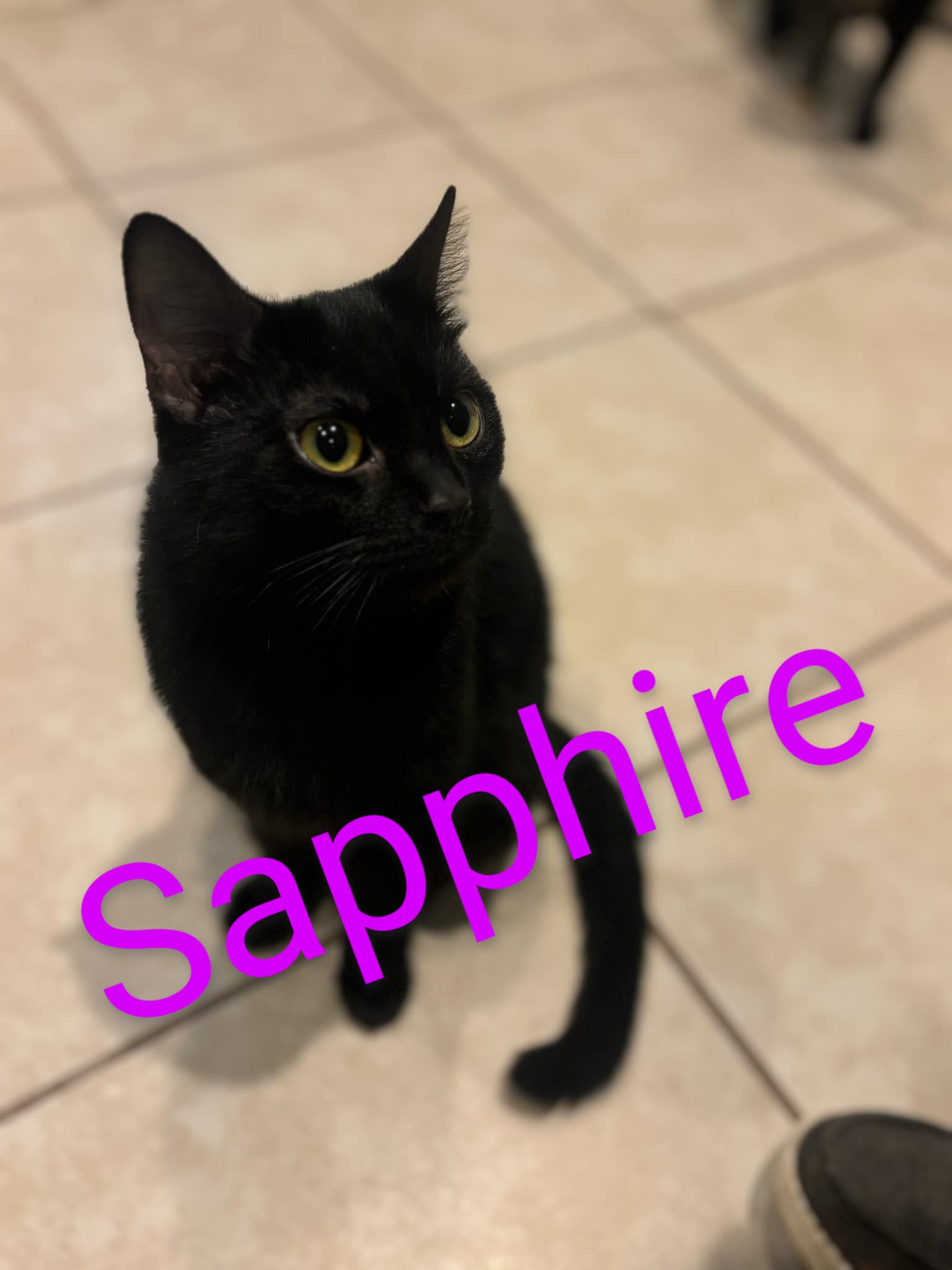 Enlarge Sapphire, a Adoptable Domestic Short Hair in Elwood, IN image 1/1