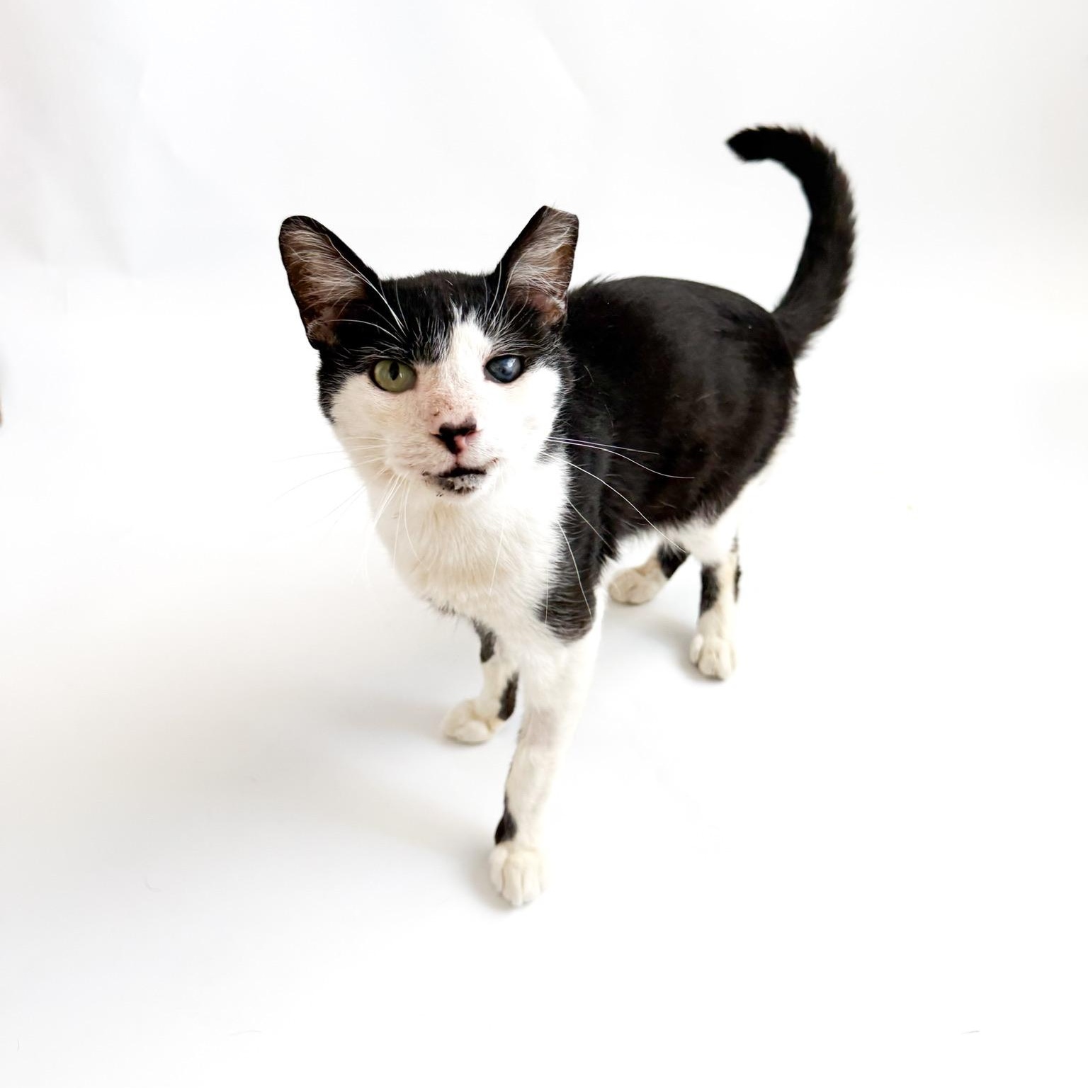 Enlarge Pirate, a ADOPTABLE Domestic Short Hair in Scottsdale, AZ image 2/4