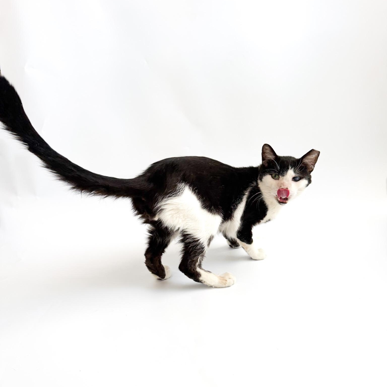 Enlarge Pirate, a ADOPTABLE Domestic Short Hair in Scottsdale, AZ image 4/4