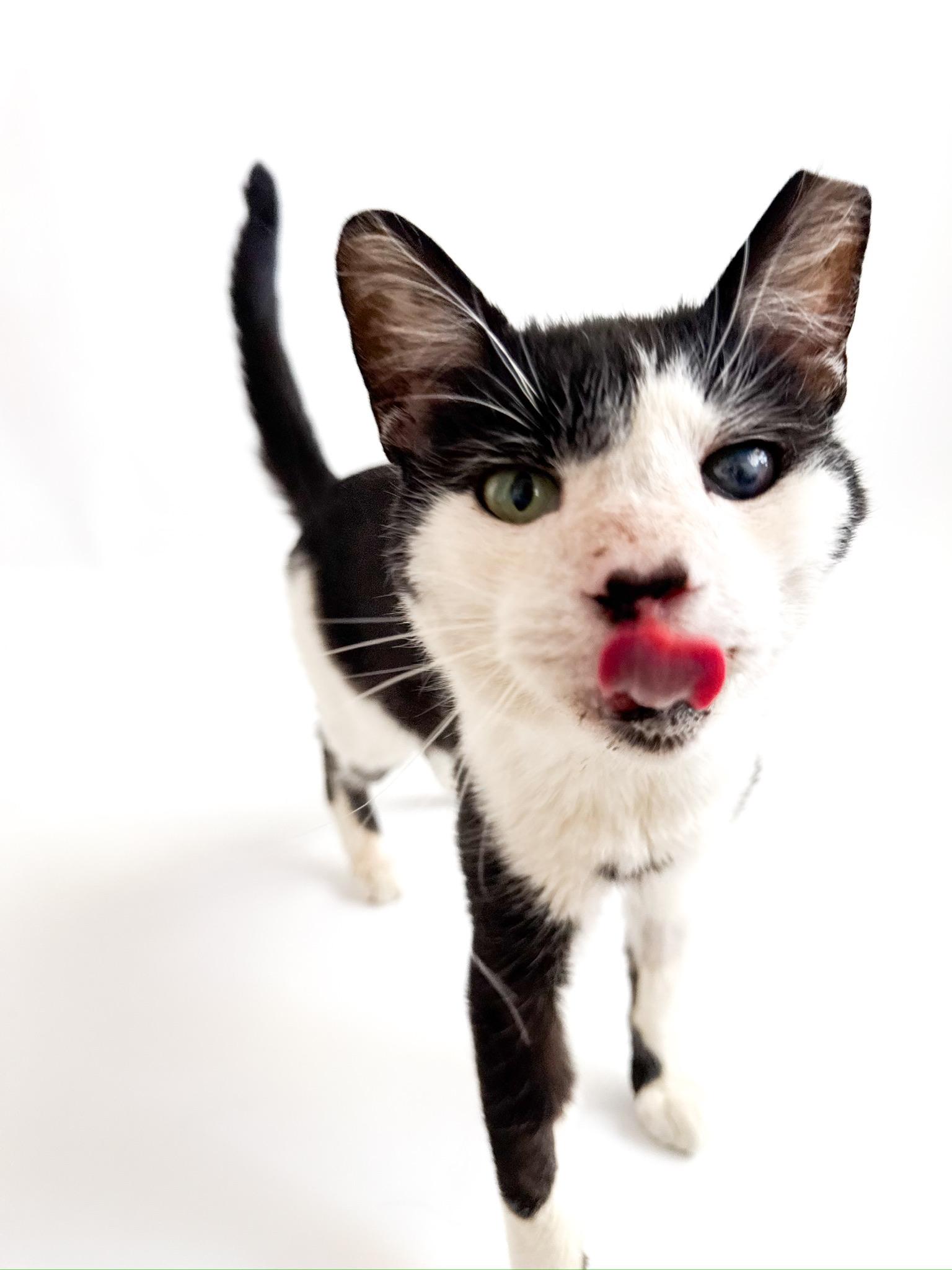 Pirate, ADOPTABLE, Adult Male Domestic Short Hair.