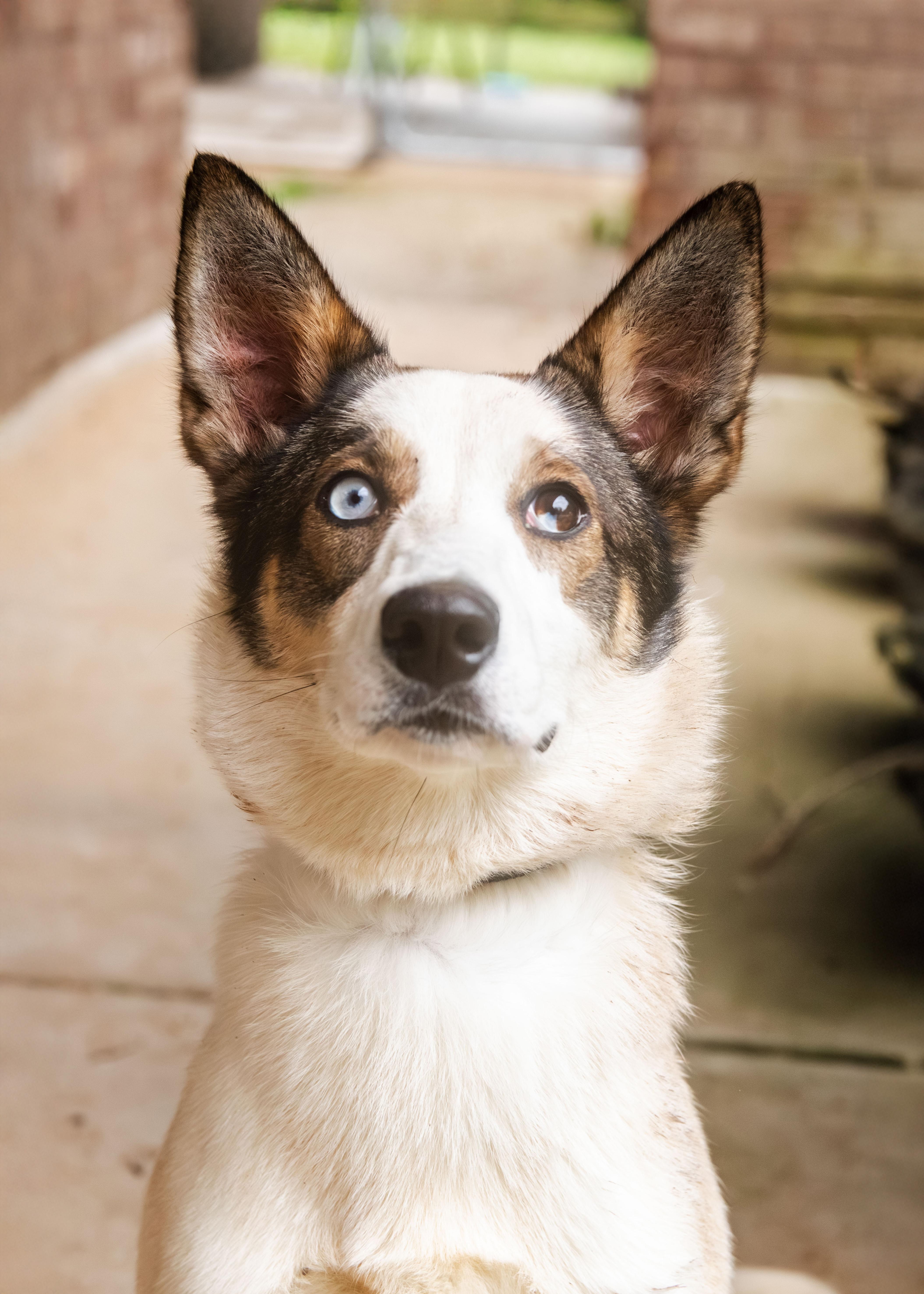 Afina, ADOPTABLE, Young Female Husky.