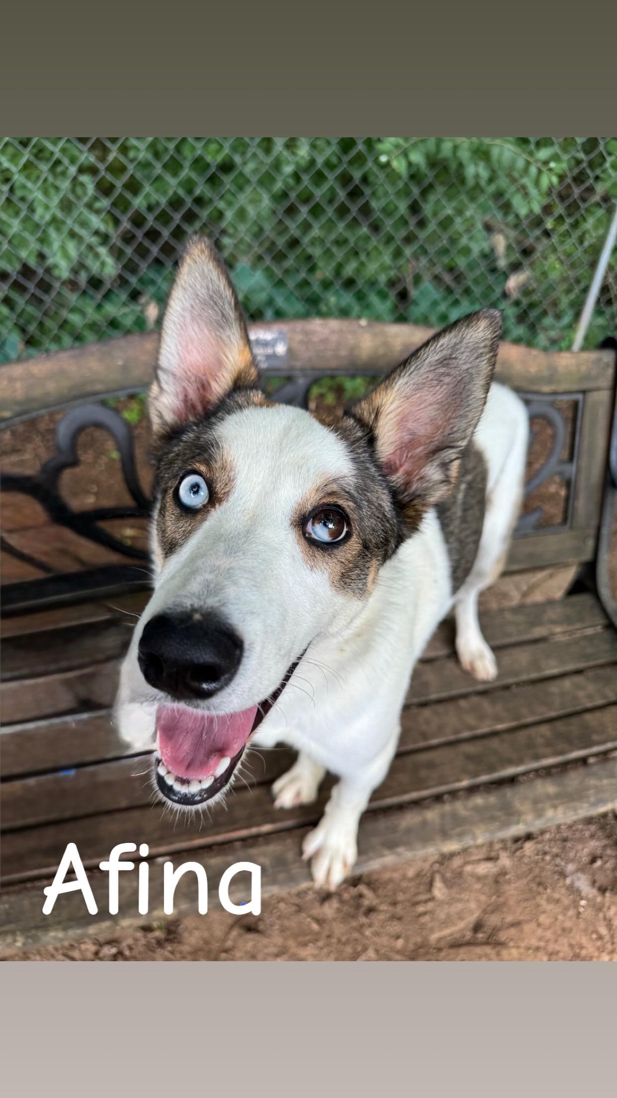 Afina, a ADOPTABLE mixed breed in Loudon, TN image 3/3