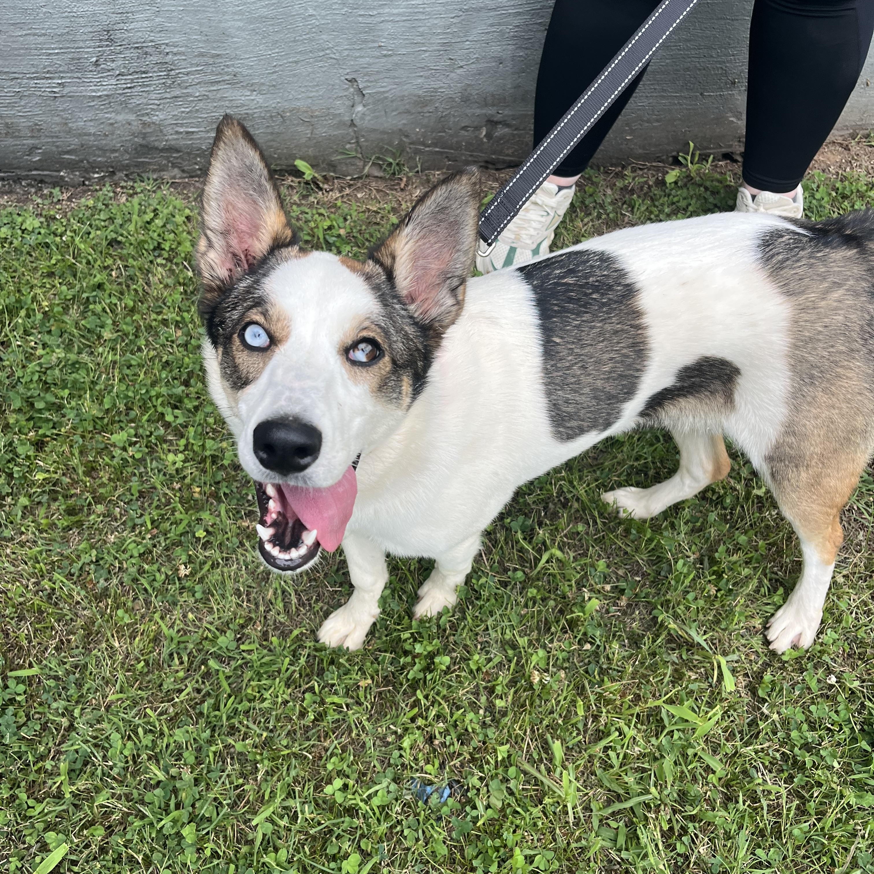 Afina, a ADOPTABLE mixed breed in Loudon, TN image 2/3