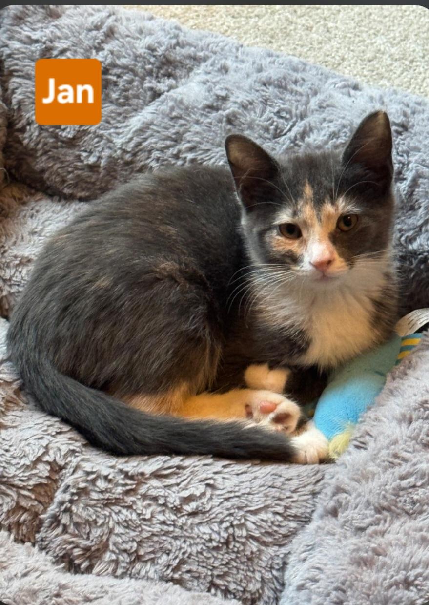Enlarge Jan (siblings are Greg, Peter, Alice, Cindy, Marcia & Bobby), a Adoptable Dilute Tortoiseshell in Brighton, MI image 3/4