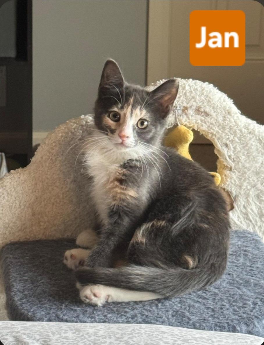 Jan (siblings are Greg, Peter, Alice, Cindy, Marcia & Bobby), Adoptable, Kitten Female Dilute Tortoiseshell.