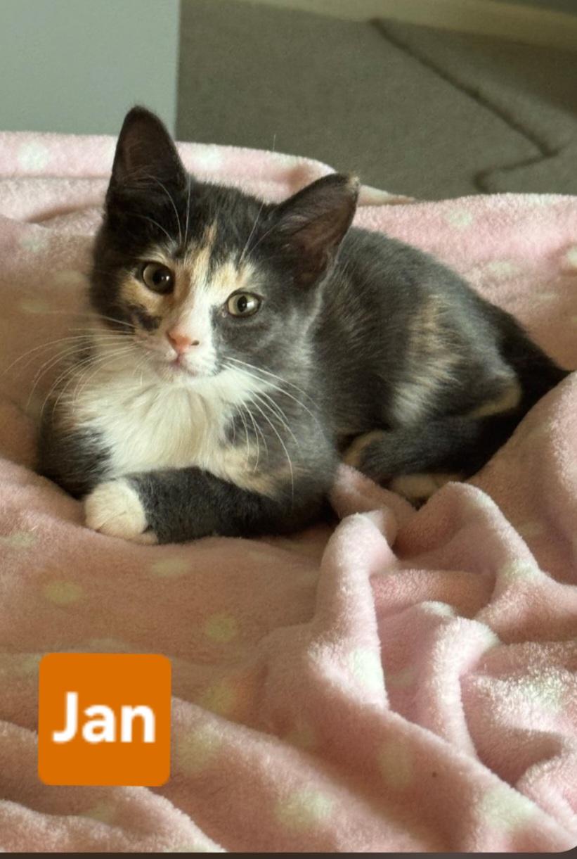 Enlarge Jan (siblings are Greg, Peter, Alice, Cindy, Marcia & Bobby), a Adoptable Dilute Tortoiseshell in Brighton, MI image 2/4