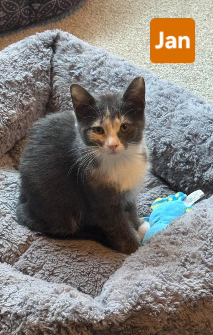 Enlarge Jan (siblings are Greg, Peter, Alice, Cindy, Marcia & Bobby), a Adoptable Dilute Tortoiseshell in Brighton, MI image 4/4