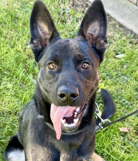 BRISA, Adoptable, Young Male German Shepherd Dog.