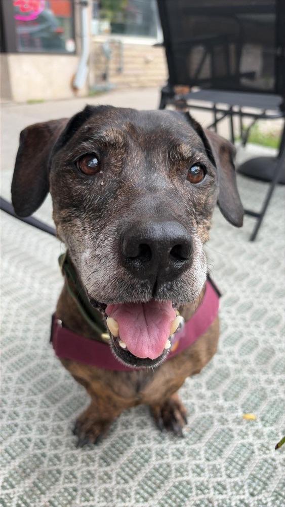 Enlarge Betty, a Adoptable mixed breed in Syracuse, NY image 2/6