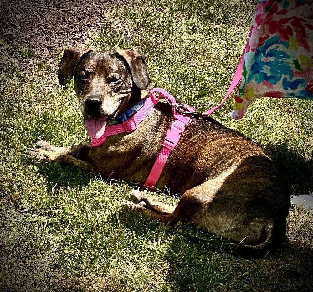 Enlarge Betty, a Adoptable mixed breed in Syracuse, NY image 3/6
