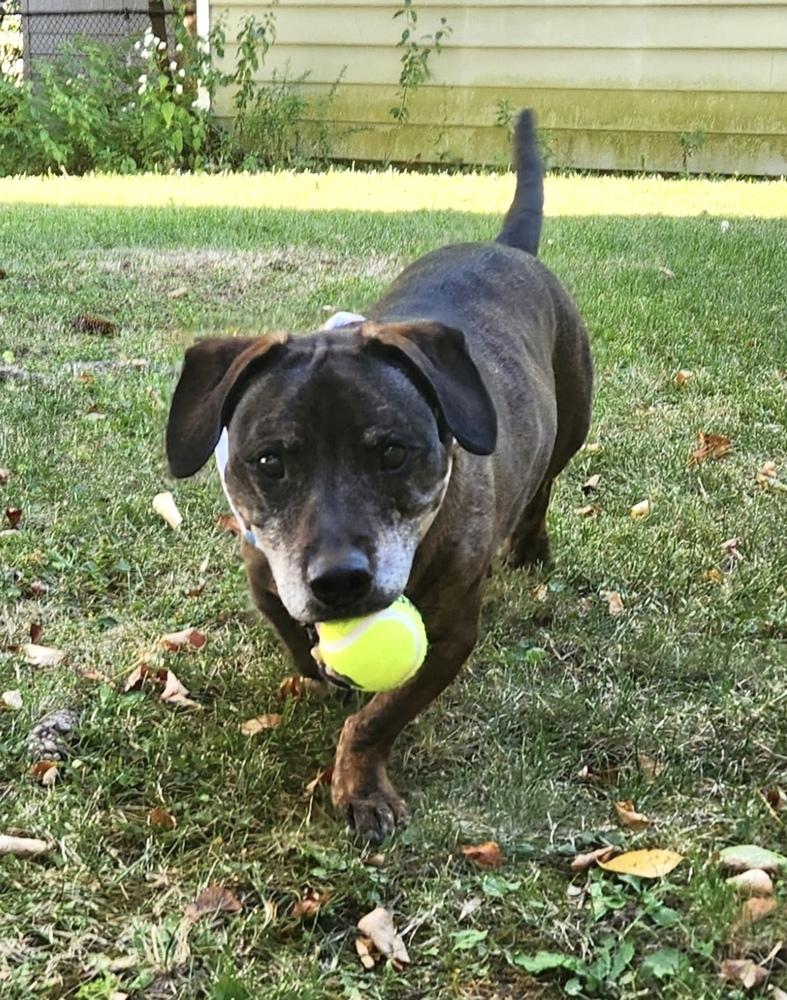 Enlarge Betty, a Adoptable mixed breed in Syracuse, NY image 4/6