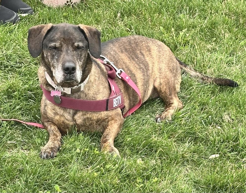 Enlarge Betty, a Adoptable mixed breed in Syracuse, NY image 1/5