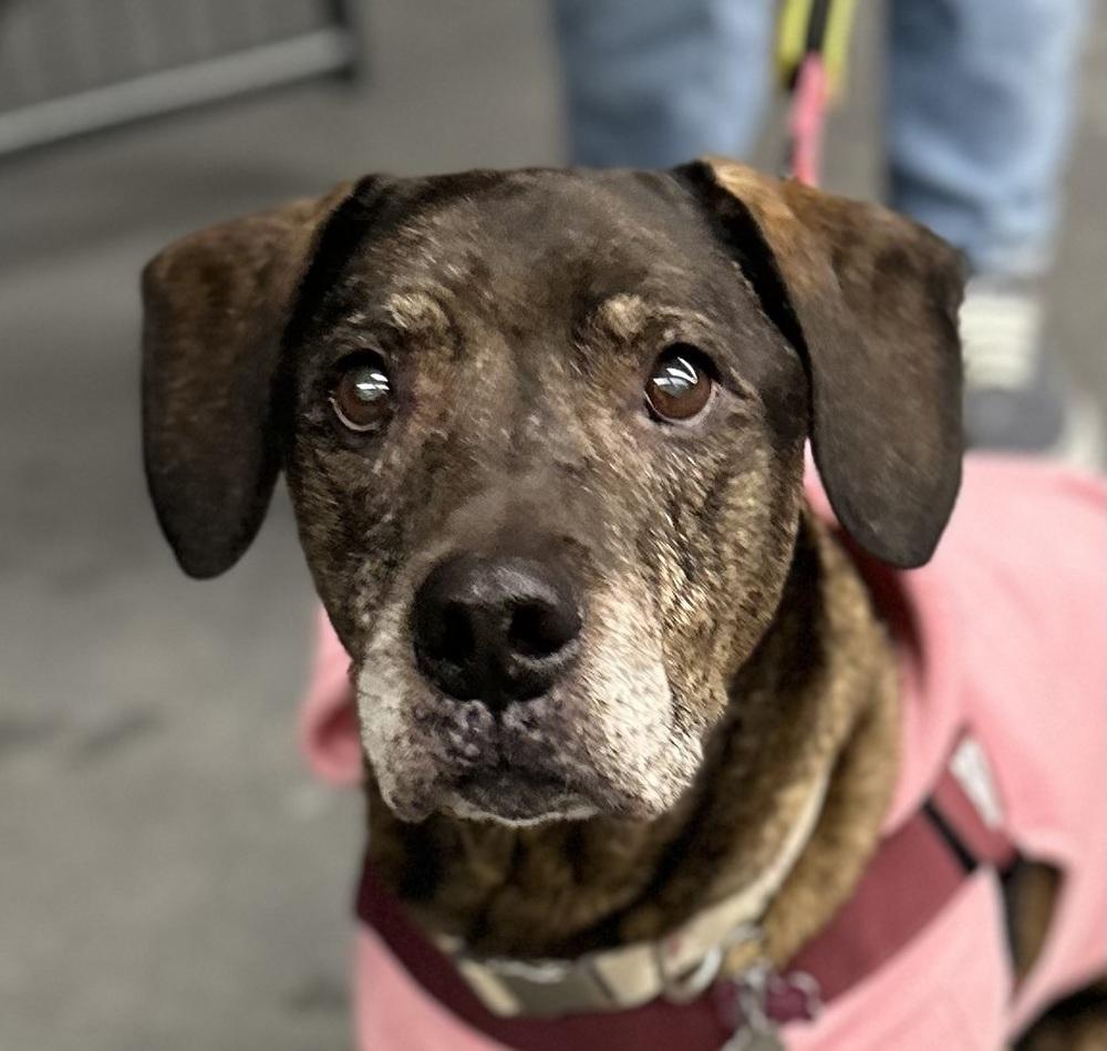 Enlarge Betty, a Adoptable mixed breed in Syracuse, NY image 1/6