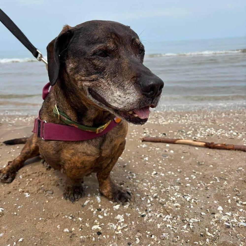 Enlarge Betty, a Adoptable mixed breed in Syracuse, NY image 5/6