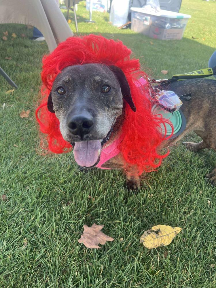 Betty, Adoptable, Adult Female Basset Hound.