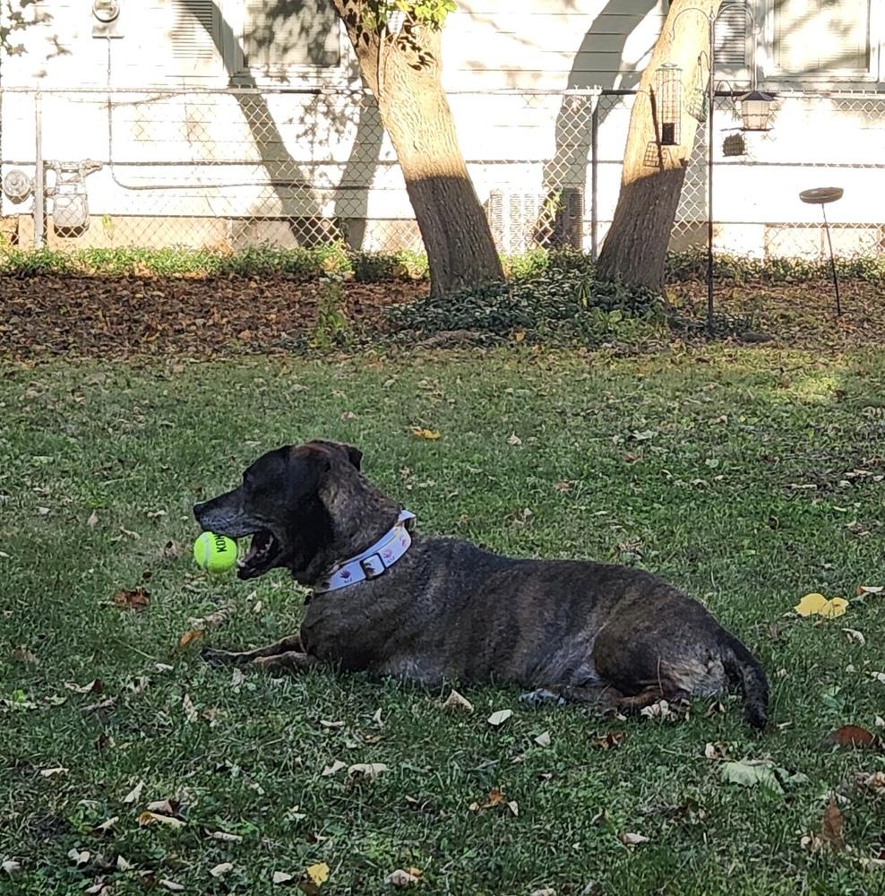 Enlarge Betty, a Adoptable mixed breed in Syracuse, NY image 1/6