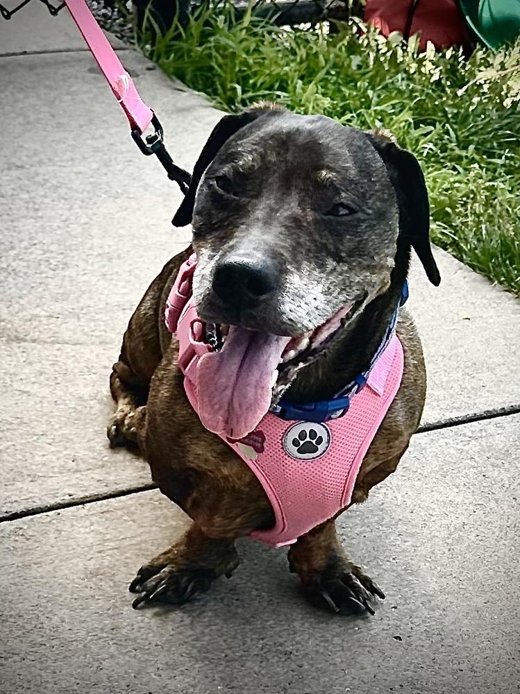 Enlarge Betty, a Adoptable mixed breed in Syracuse, NY image 2/6