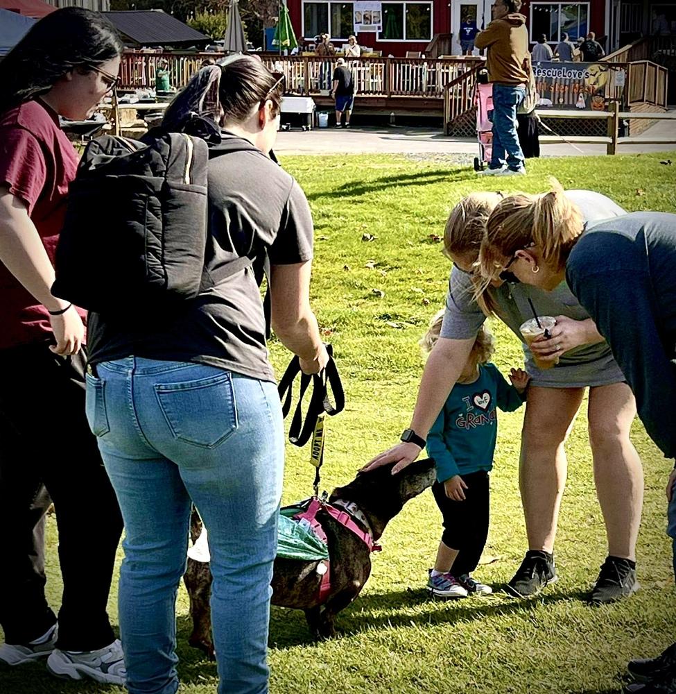 Enlarge Betty, a Adoptable mixed breed in Syracuse, NY image 3/6