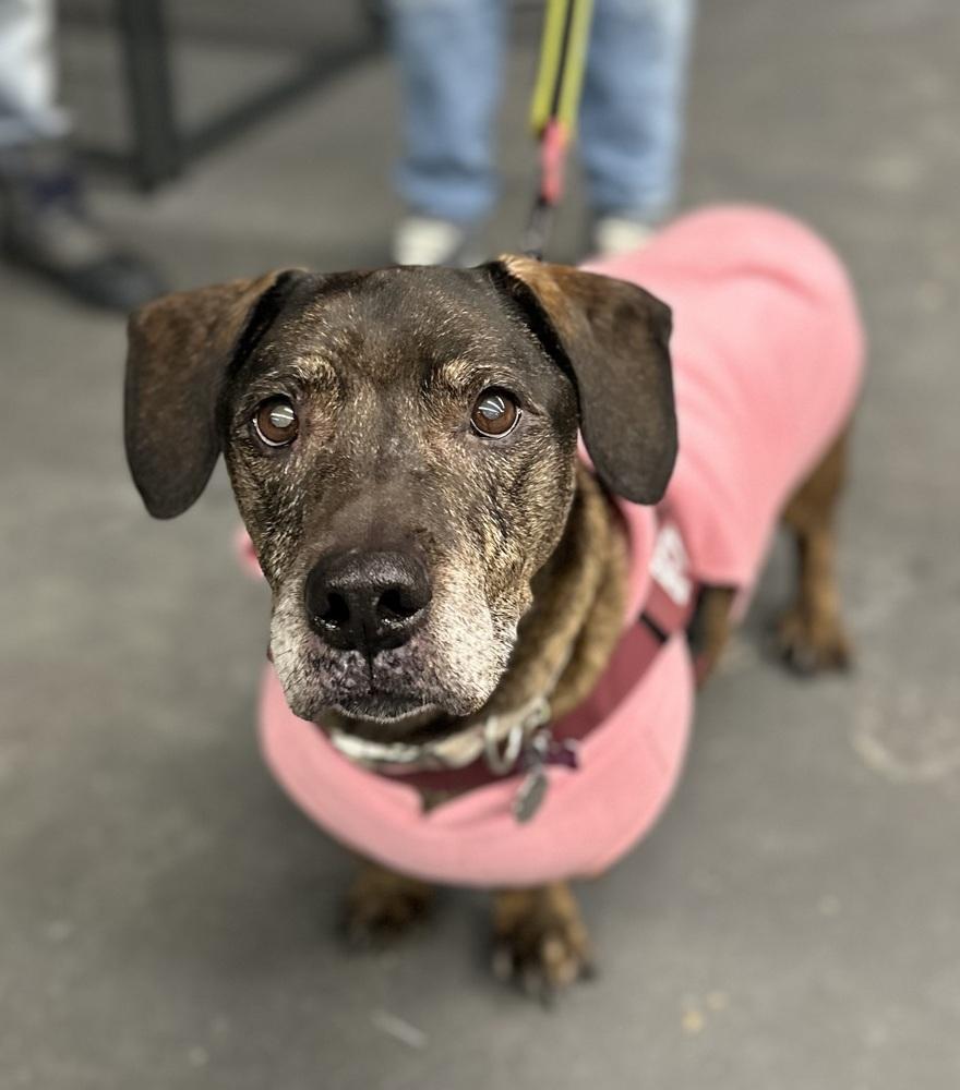 Enlarge Betty, a Adoptable mixed breed in Syracuse, NY image 2/6