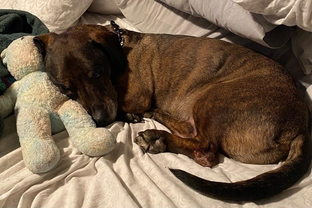 Enlarge Betty, a Adoptable mixed breed in Syracuse, NY image 1/6