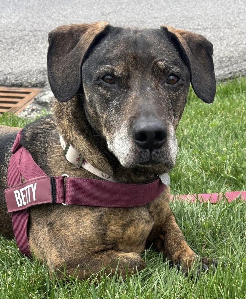 Enlarge Betty, a Adoptable mixed breed in Syracuse, NY image 2/5