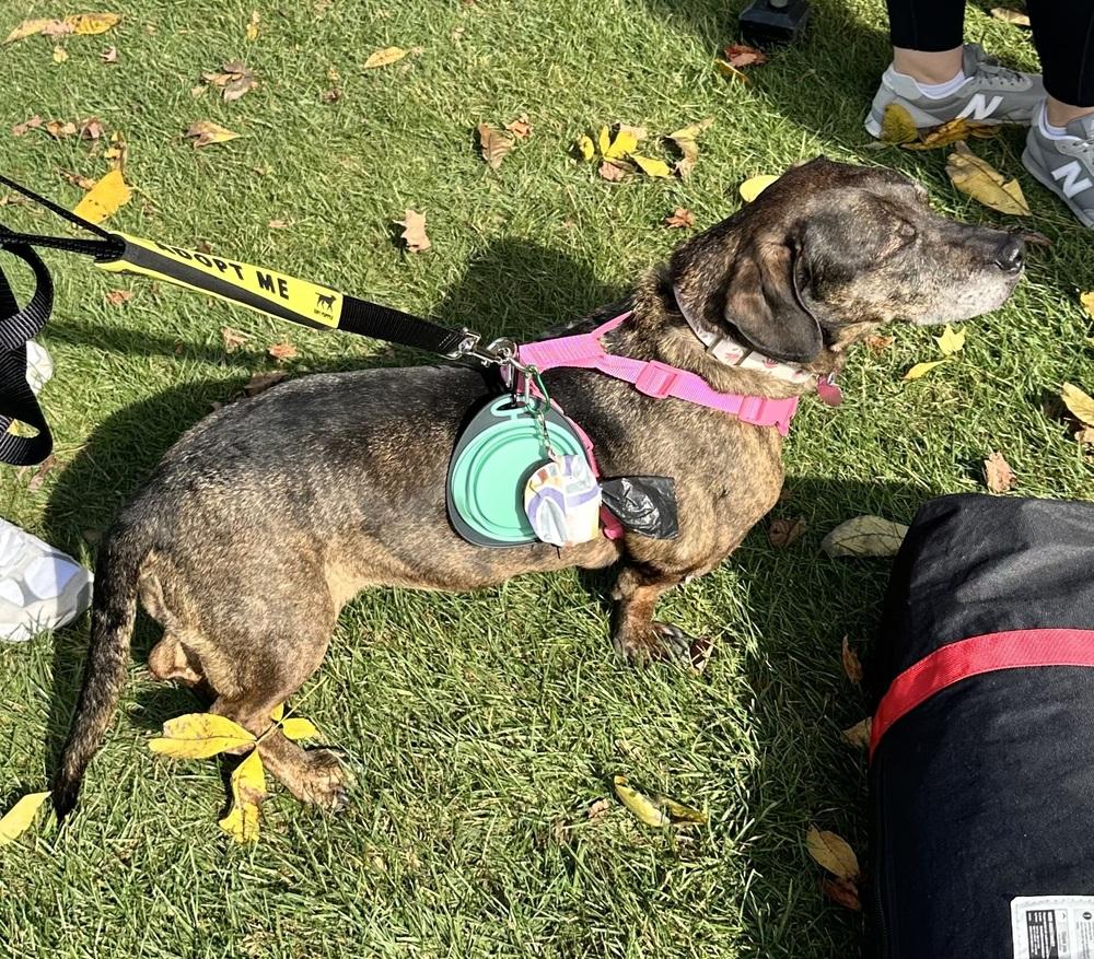 Enlarge Betty, a Adoptable mixed breed in Syracuse, NY image 4/6