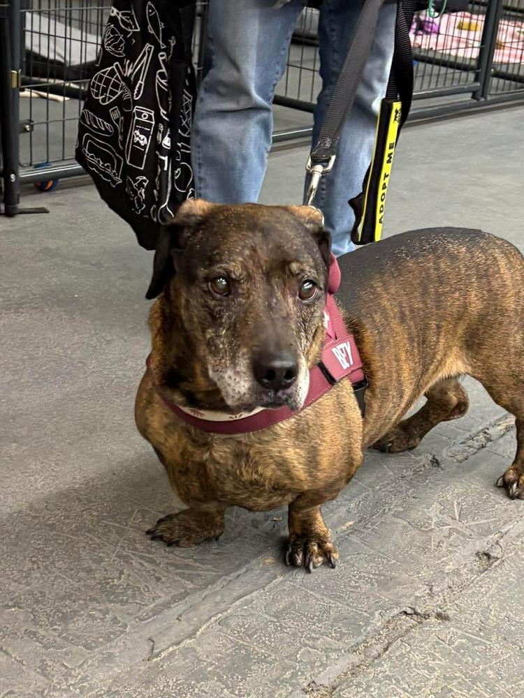 Enlarge Betty, a Adoptable mixed breed in Syracuse, NY image 2/6