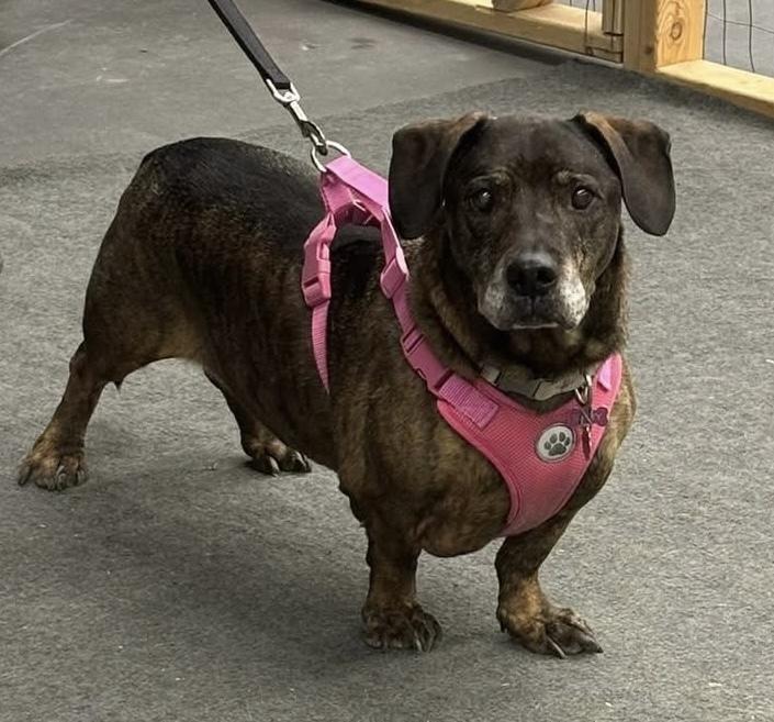 Enlarge Betty, a Adoptable mixed breed in Syracuse, NY image 5/6