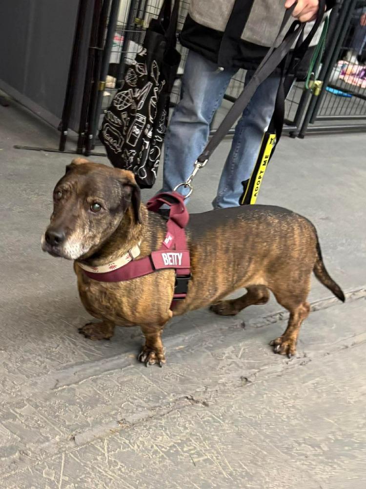 Enlarge Betty, a Adoptable mixed breed in Syracuse, NY image 3/6