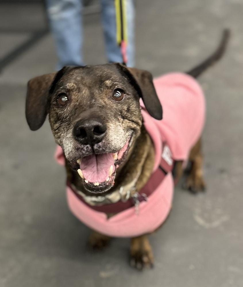 Enlarge Betty, a Adoptable mixed breed in Syracuse, NY image 4/6