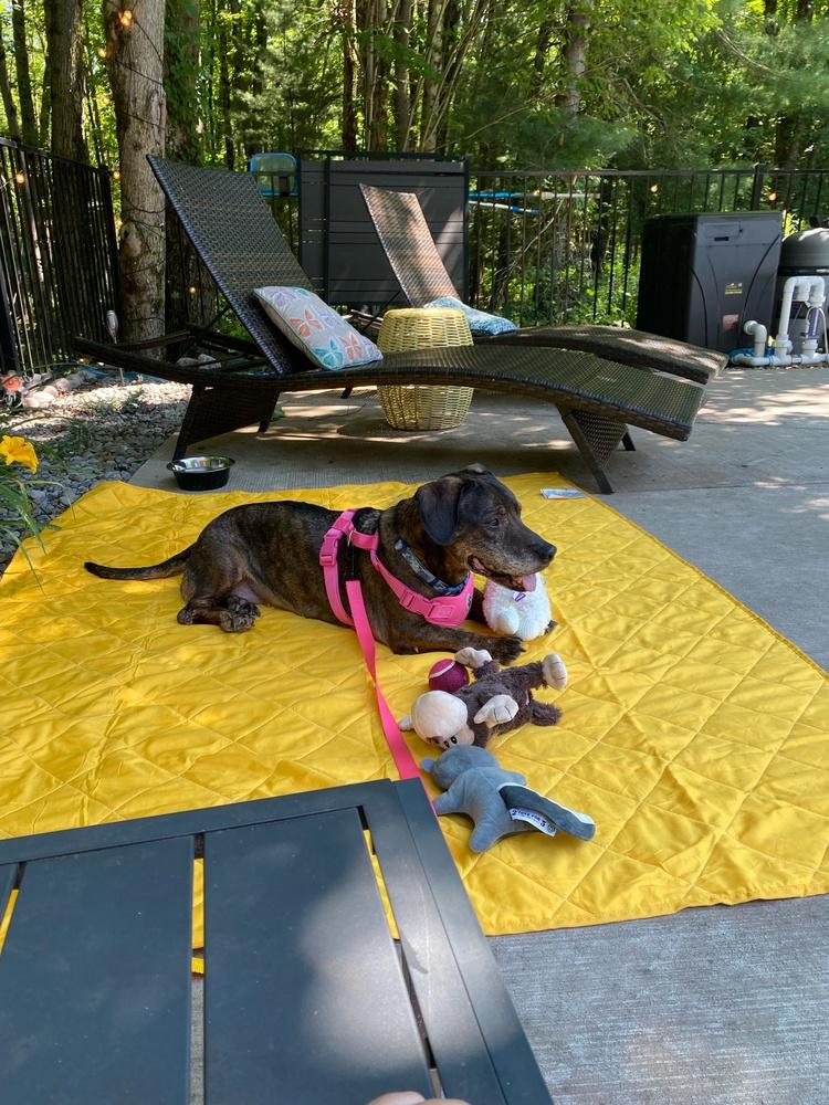Enlarge Betty, a Adoptable mixed breed in Syracuse, NY image 6/6