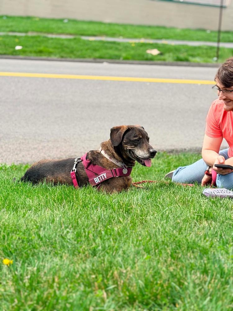 Enlarge Betty, a Adoptable mixed breed in Syracuse, NY image 4/5