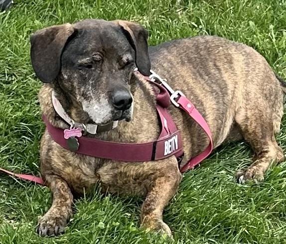 Enlarge Betty, a Adoptable mixed breed in Syracuse, NY image 5/5