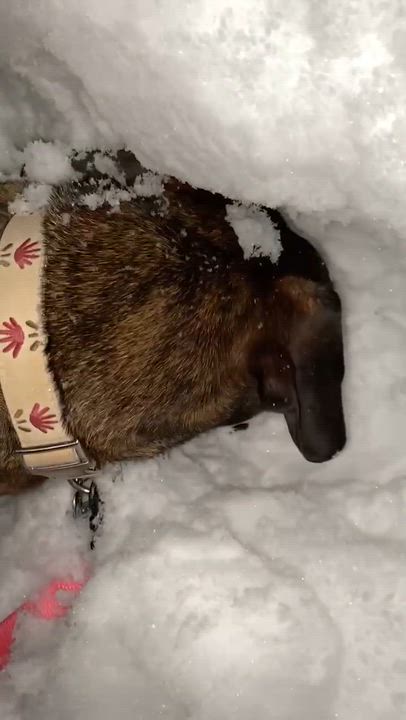 Enlarge Betty, a Adoptable mixed breed in Syracuse, NY video 6/6