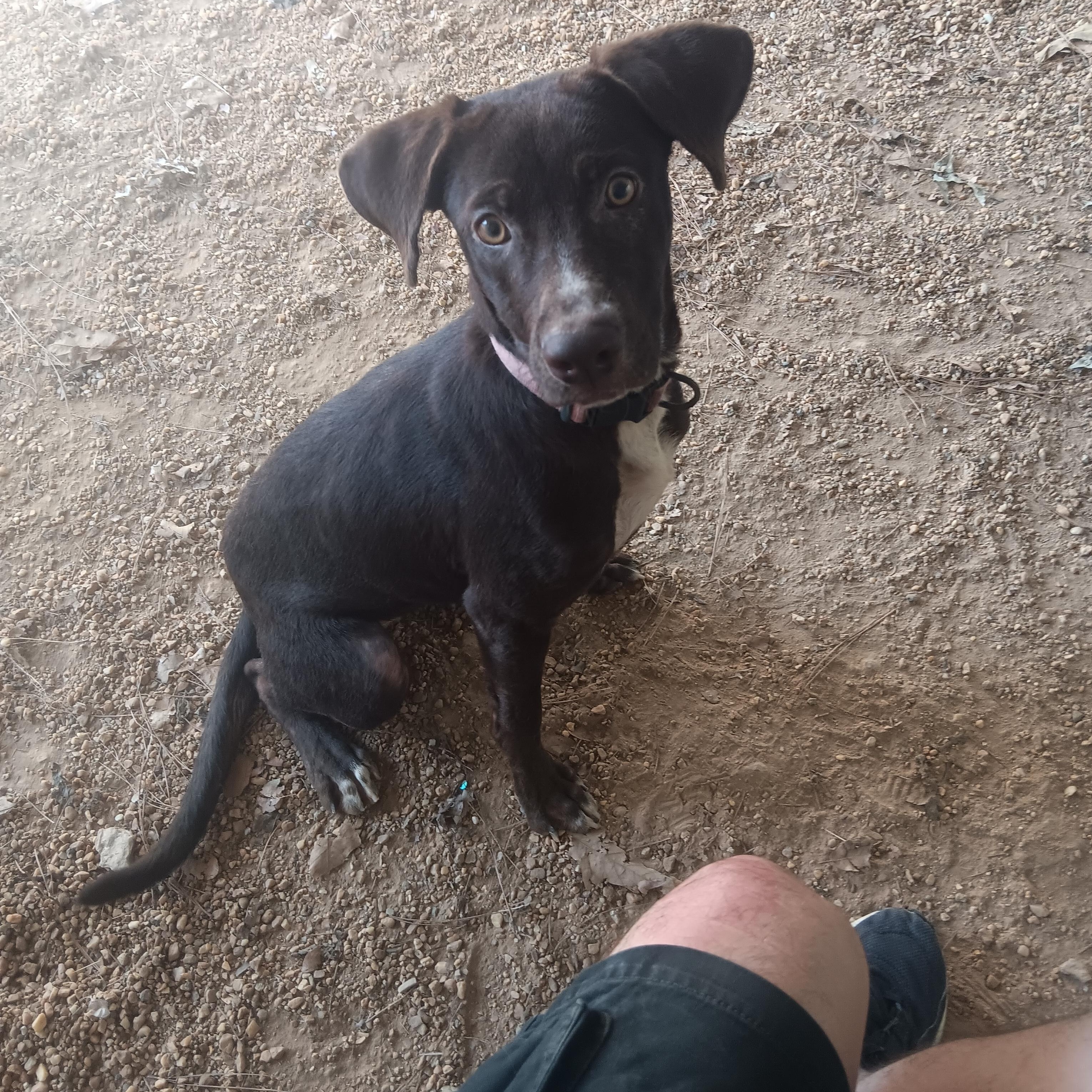Kay, Adoptable, Young Female Chocolate Labrador Retriever.