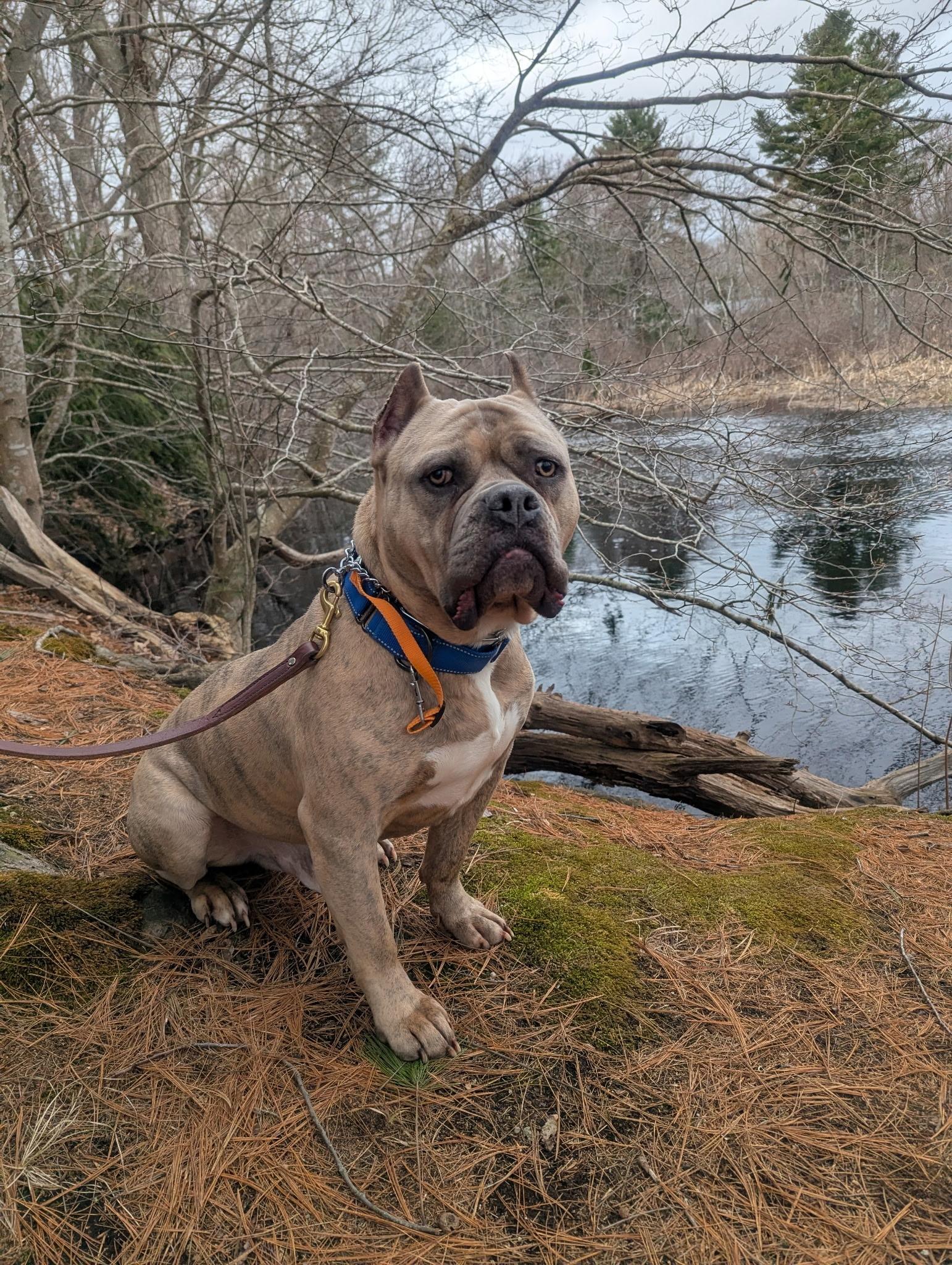 Enlarge Espresso, a Adoptable Staffordshire Bull Terrier in Pembroke, MA image 1/6