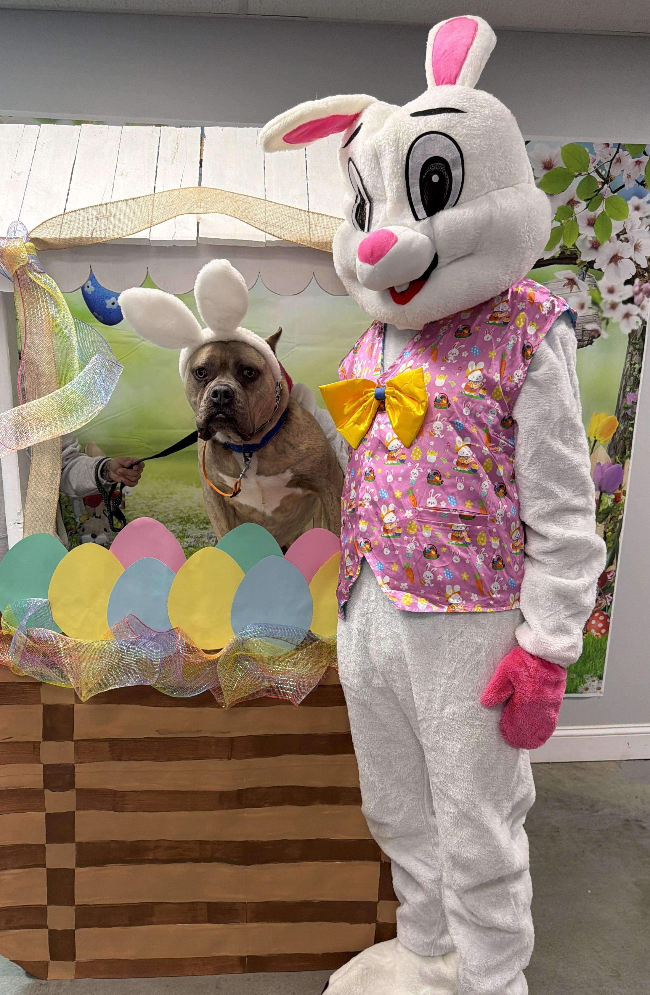 Enlarge Espresso, a Adoptable Staffordshire Bull Terrier in Pembroke, MA image 3/6