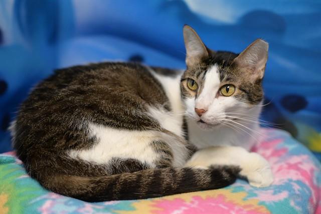 MICHAEL, Adoptable, Adult Male Domestic Short Hair.