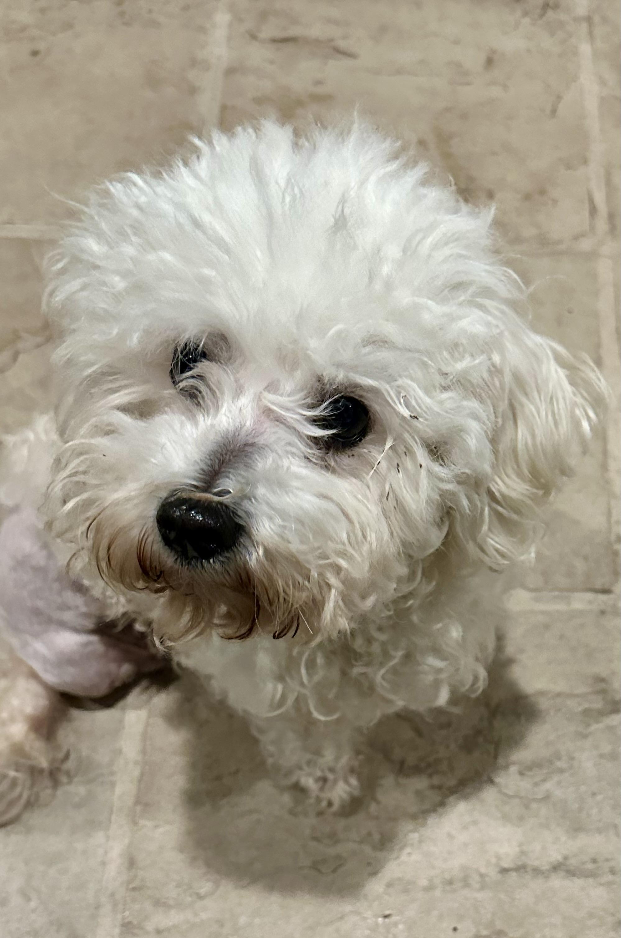 CAVIAR, ADOPTABLE, Adult Female Bichon Frise & Poodle.