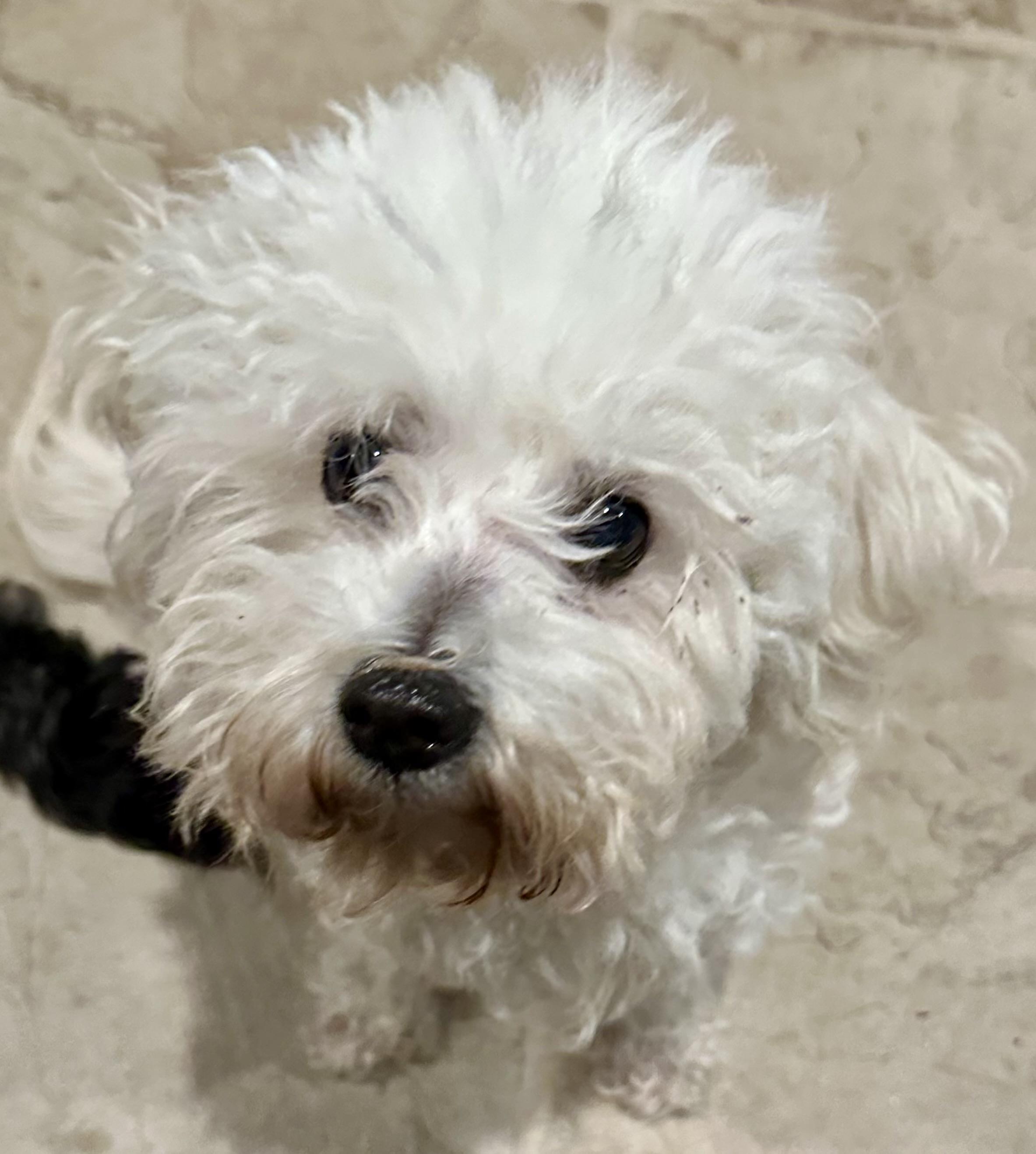 Enlarge CAVIAR, a ADOPTABLE mixed breed in San Jose, CA image 2/2