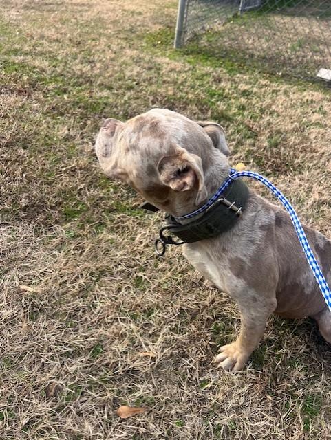 Enlarge Emily2160A (Rescue Only), a ADOPTABLE mixed breed in Rocky Mount, NC image 2/3