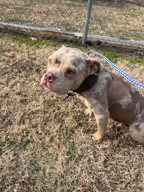 Enlarge Emily2160A (Rescue Only), a ADOPTABLE mixed breed in Rocky Mount, NC image 1/3