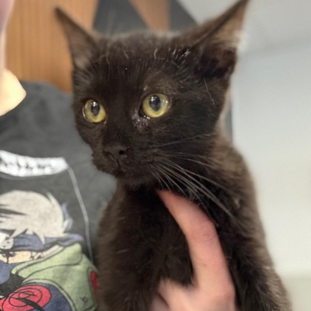 Camero, a Adoptable Domestic Short Hair in Monticello, IA image 4/6