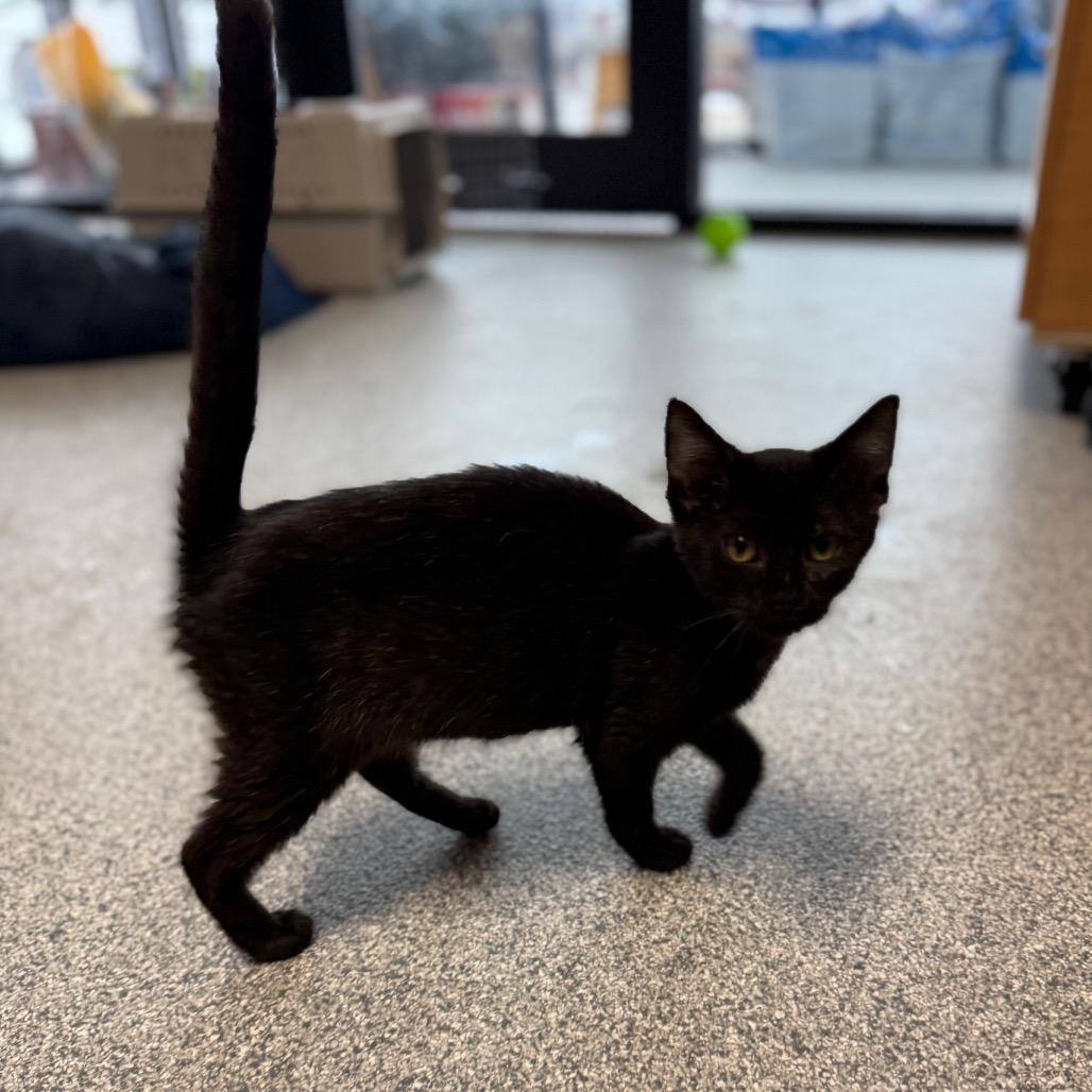 Camero, a Adoptable Domestic Short Hair in Monticello, IA image 2/6