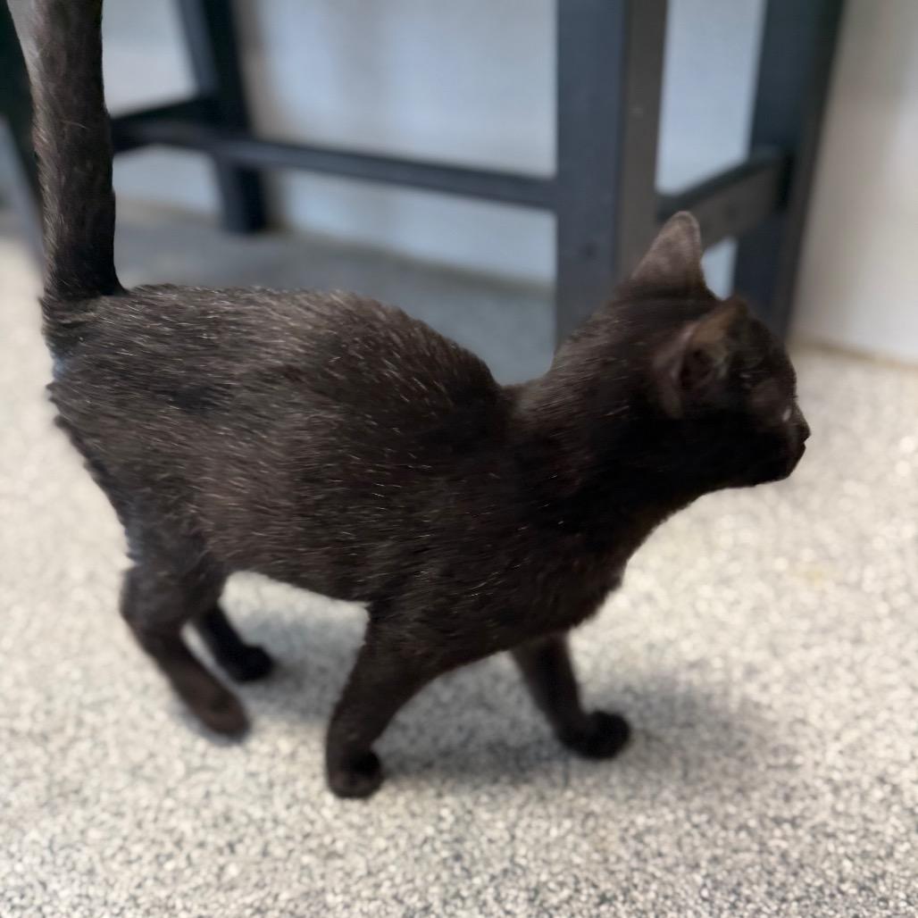 Camero, a Adoptable Domestic Short Hair in Monticello, IA image 5/6