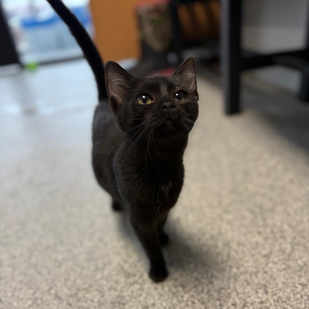 Camero, Adoptable, Young Female Domestic Short Hair.