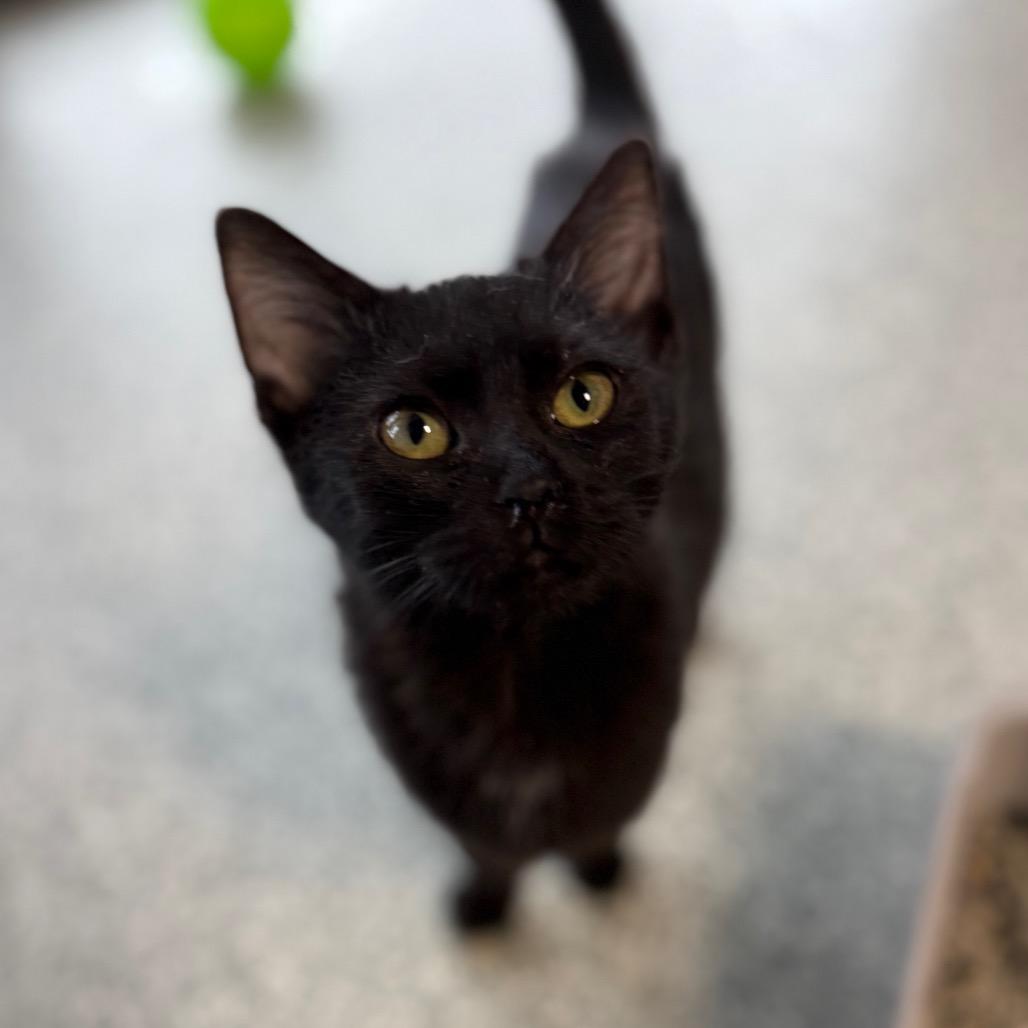 Camero, a Adoptable Domestic Short Hair in Monticello, IA image 3/6