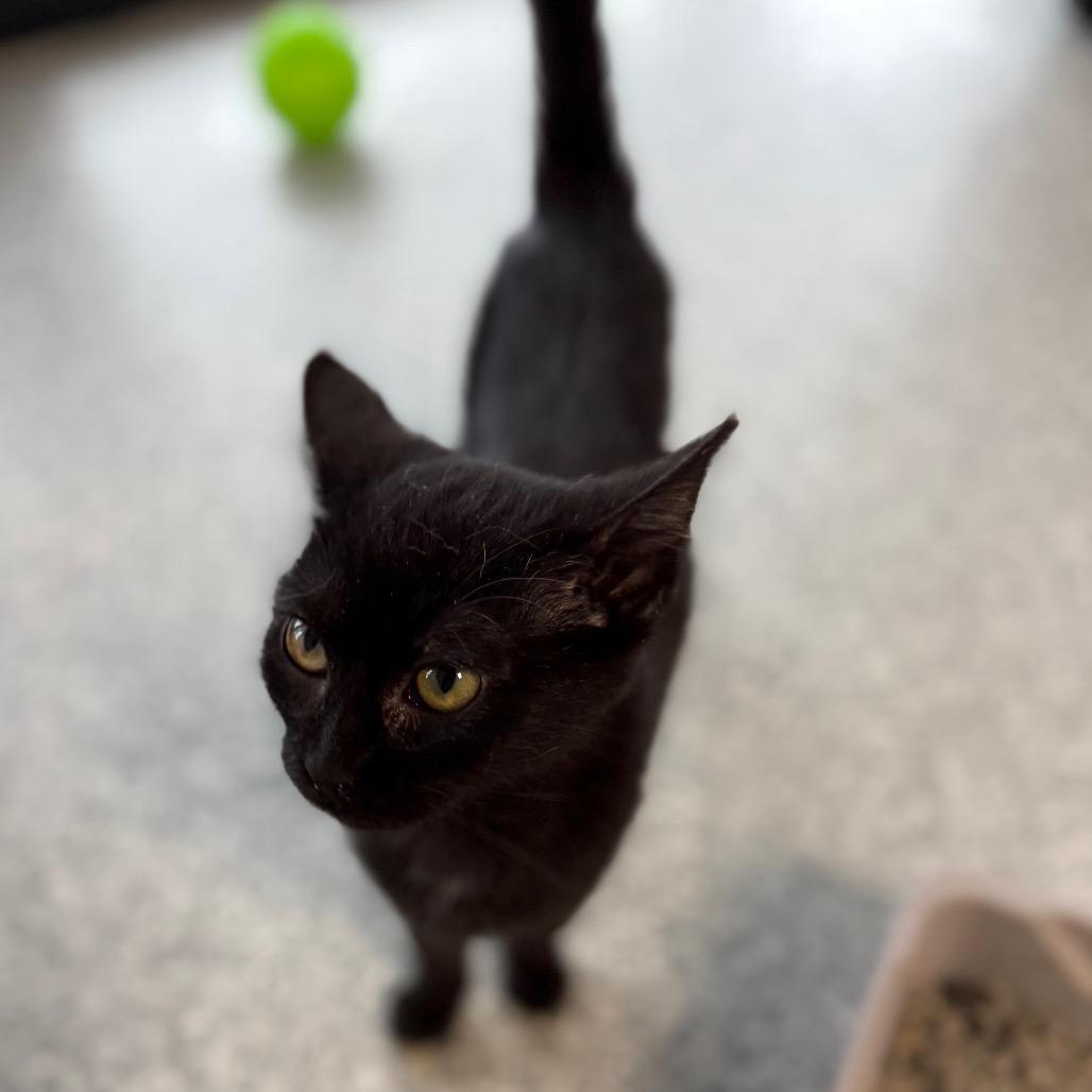 Camero, a Adoptable Domestic Short Hair in Monticello, IA image 6/6